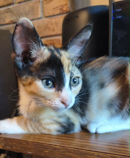 Trident (Available for pre-adoption), Domestic Short Hair, cat for adoption in Rock Hill, South Carolina
