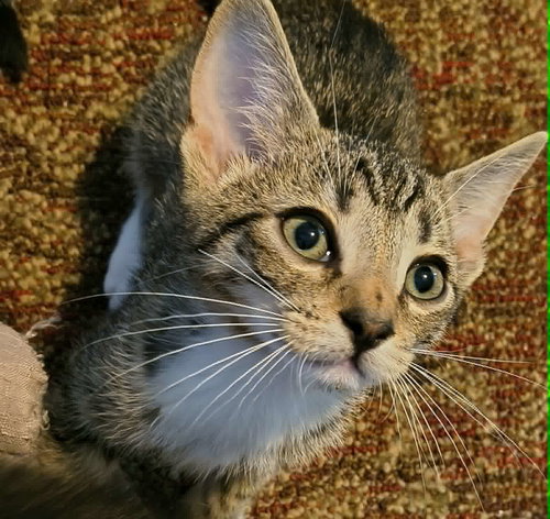 Tomahawk (Available for pre-adoption)