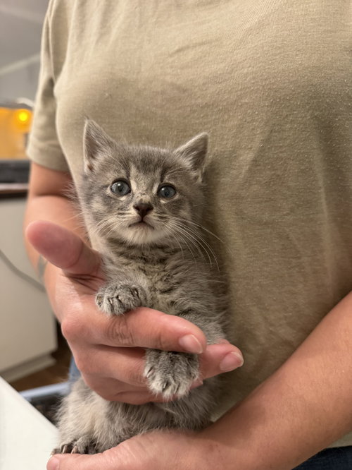 Torro (Available for pre-adoption)