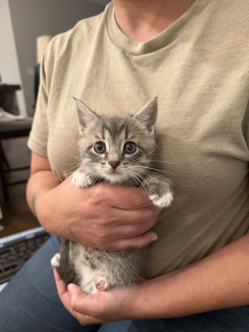 KaKa (Available for pre-adoption)