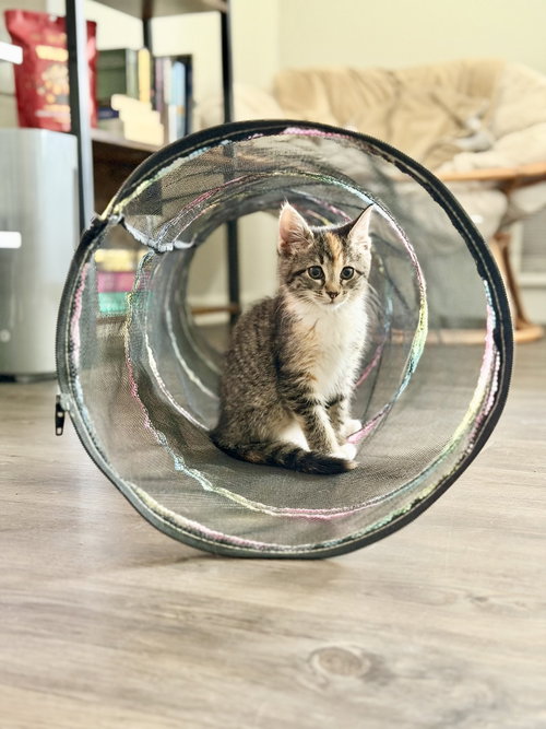 Blabbermouth, an adoptable Domestic Short Hair in Camden, SC