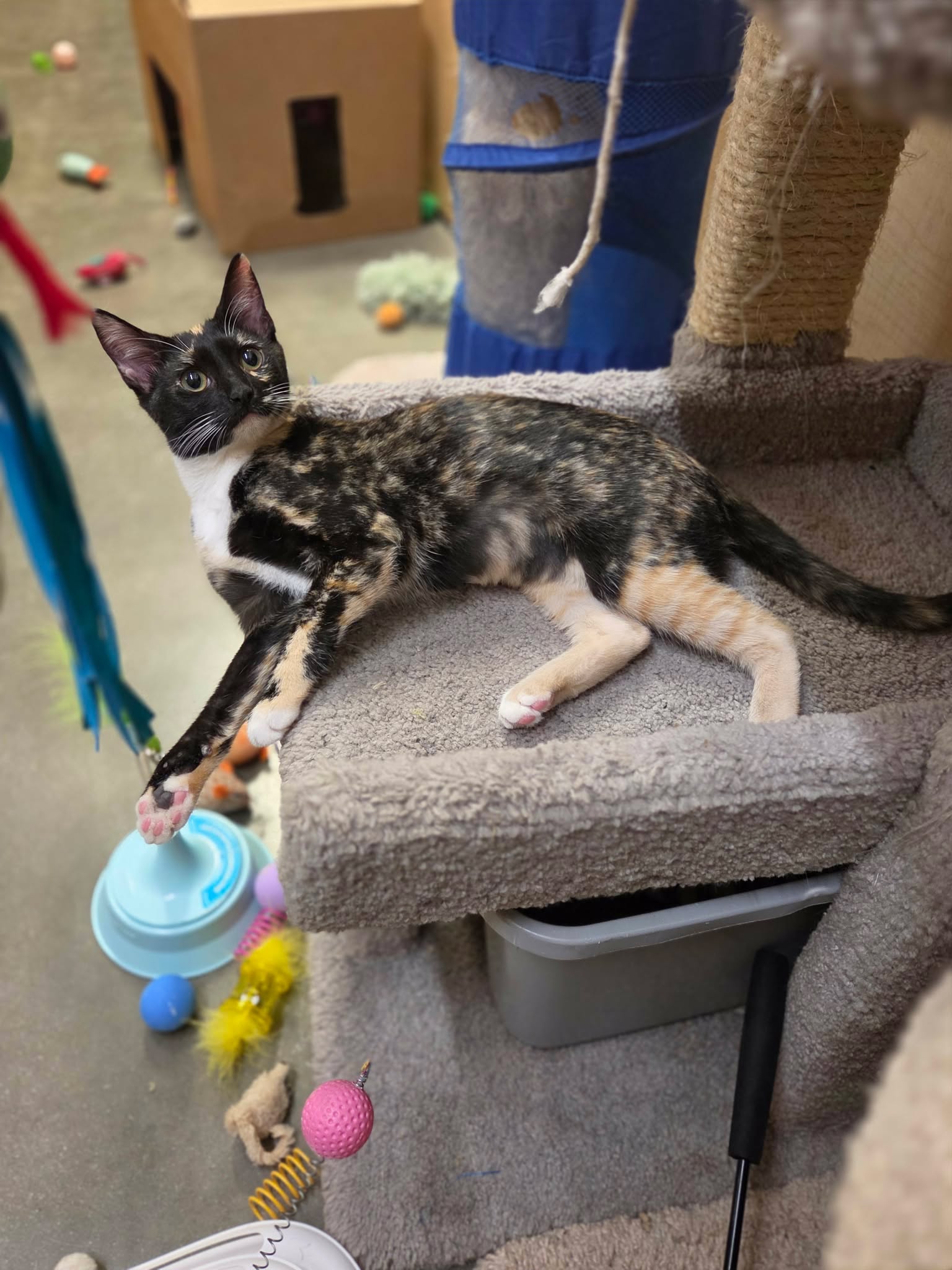 Meowta