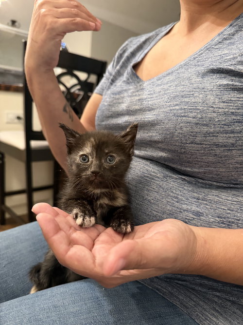 Cattylac (Available for pre-adoption), an adoptable Domestic Short Hair in Camden, SC