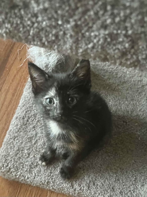 Cattylac (Available for pre-adoption), Domestic Short Hair, cat for adoption in Rock Hill, South Carolina