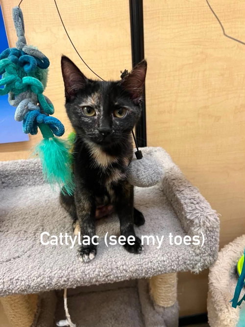 Photo 2 of Cattylac
