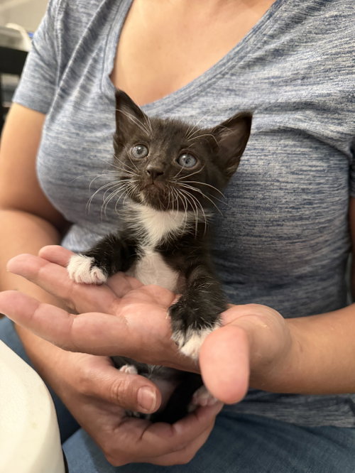 Benz (Available for pre-adoption), an adoptable Domestic Short Hair in Camden, SC