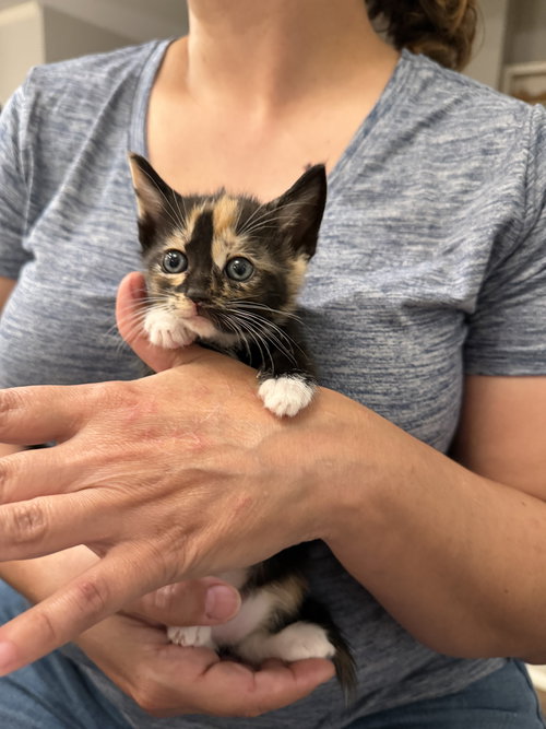 Meowserati (Available for pre-adoption), an adoptable Domestic Short Hair in Camden, SC