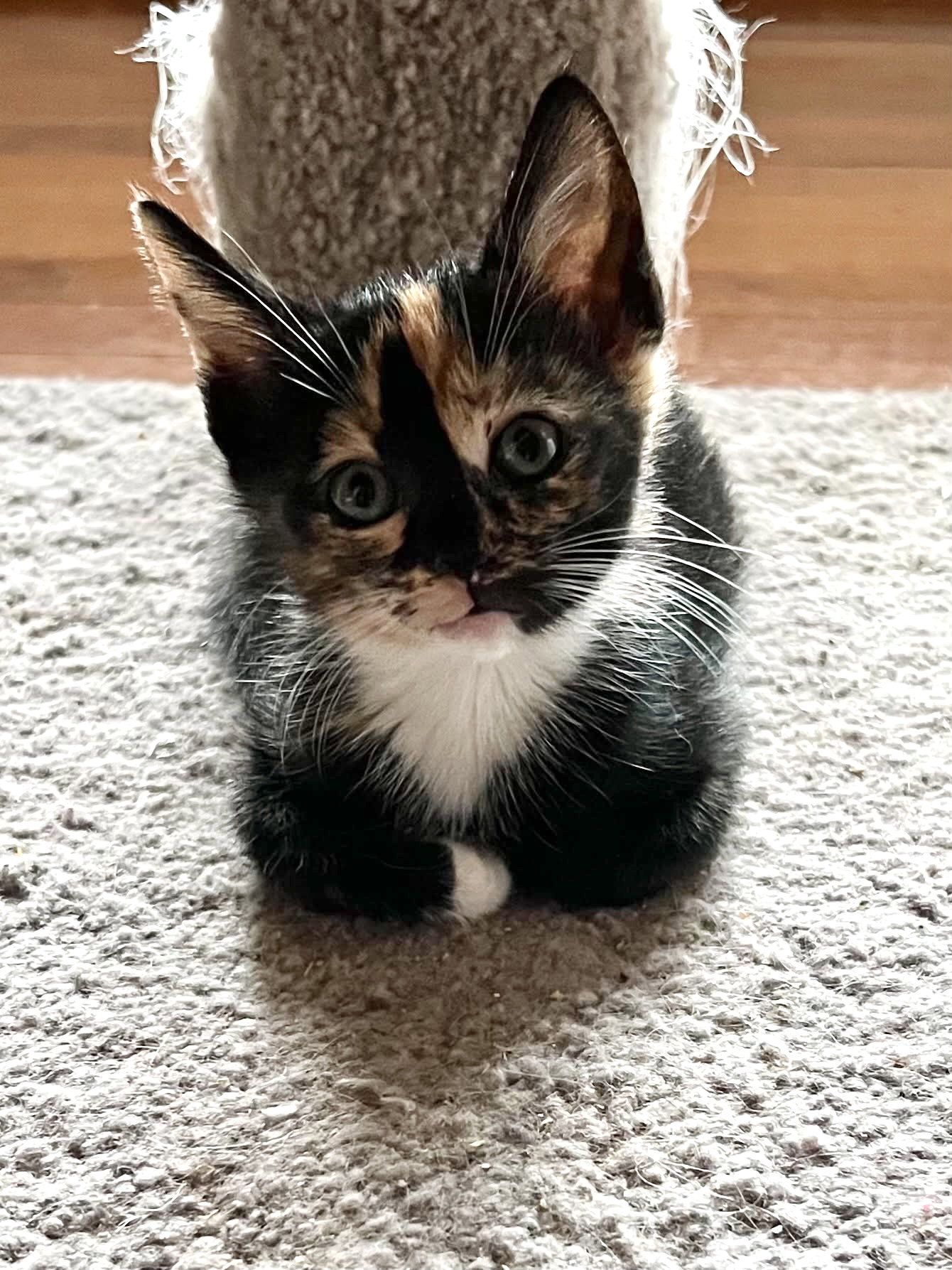 Meowserati, photo 3