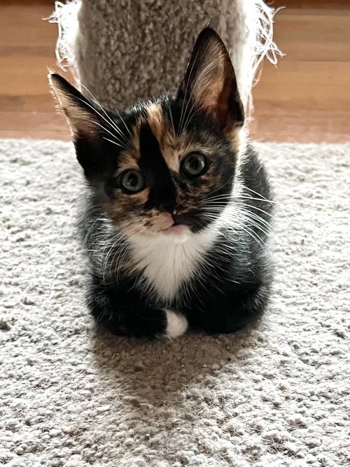 Meowserati (Available for pre-adoption), Domestic Short Hair, cat for adoption in Rock Hill, South Carolina