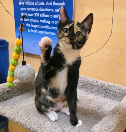 Meowserati, a cat for adoption from Cat Around Town Project