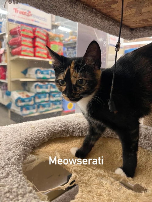 Photo 2 of Meowserati