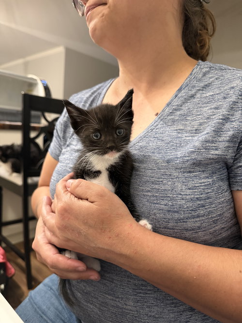 Ram (Available for pre-adoption), an adoptable Domestic Short Hair in Camden, SC