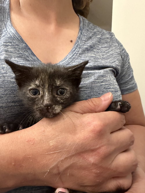 Bugatti (Available for pre-adoption), an adoptable Domestic Short Hair in Camden, SC