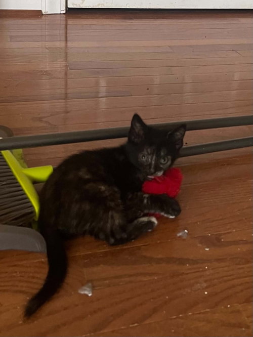 Bugatti (Available for pre-adoption), Domestic Short Hair, cat for adoption in Rock Hill, South Carolina