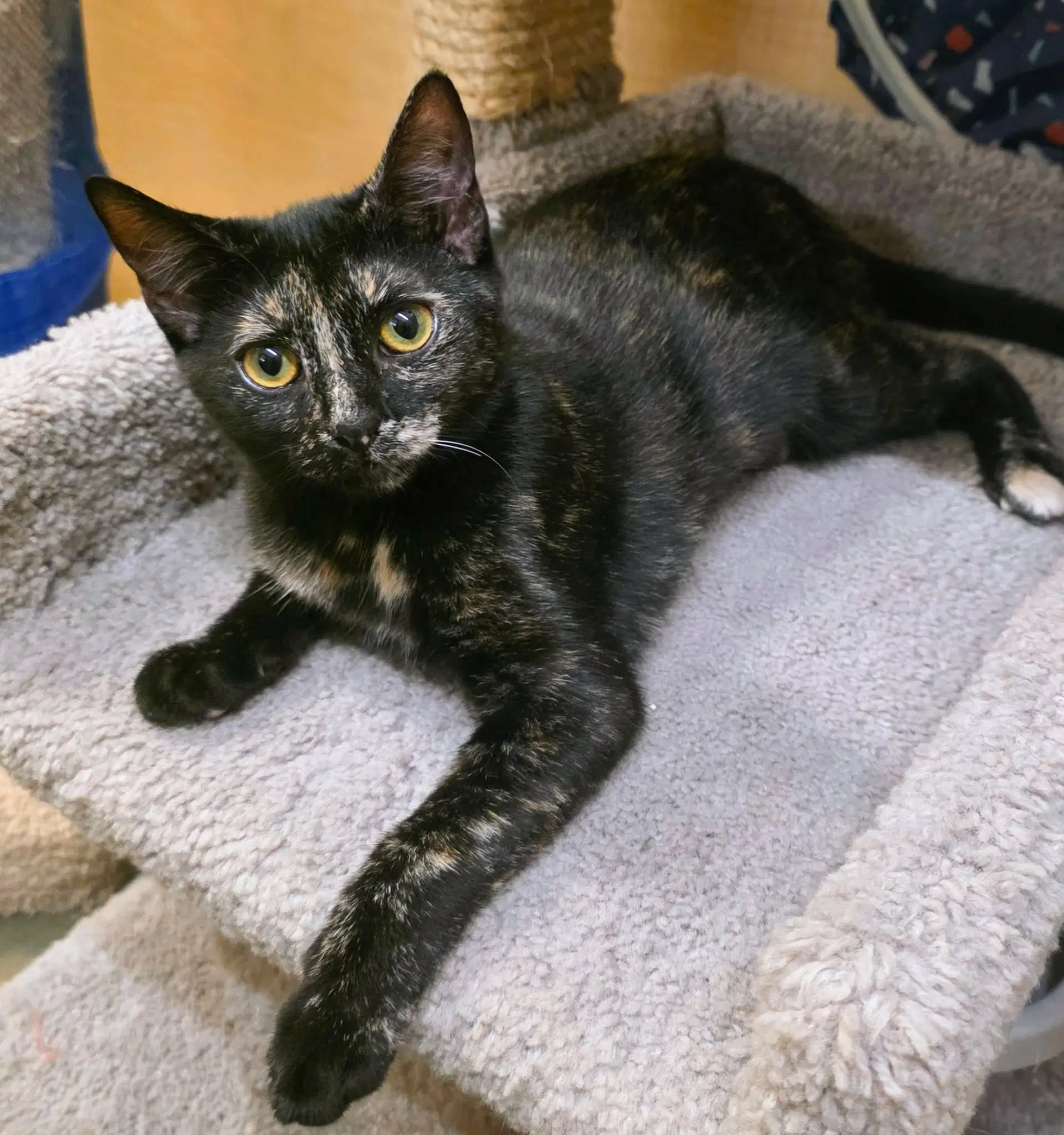 Bugatti - Domestic Short Hair