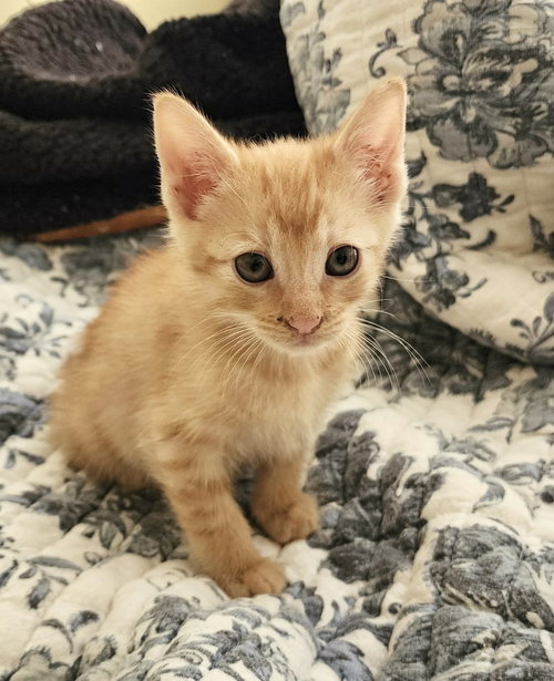 C-3PO (Available for pre-adoption), an adoptable Domestic Short Hair in Camden, SC