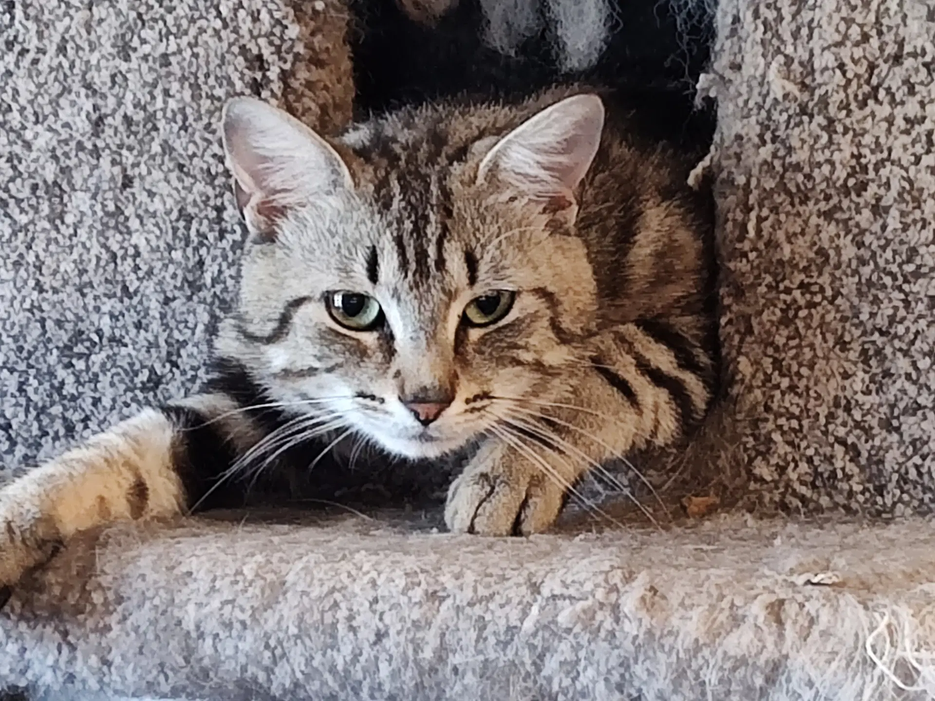 Anchovy Available For Pre-Adoption - Domestic Short Hair