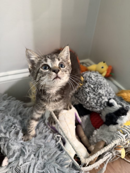 Wrecking Ball (Available for pre-adoption)