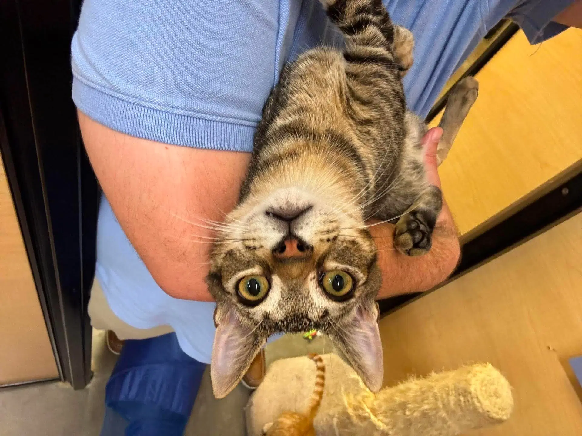 Wrecking Ball - Domestic Short Hair