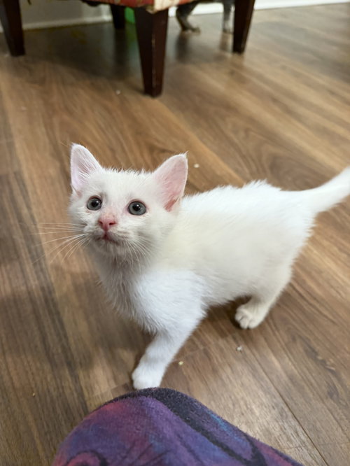 Geyser (Available for pre-adoption)