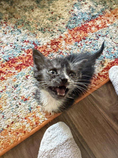 Catspiracy photo 2