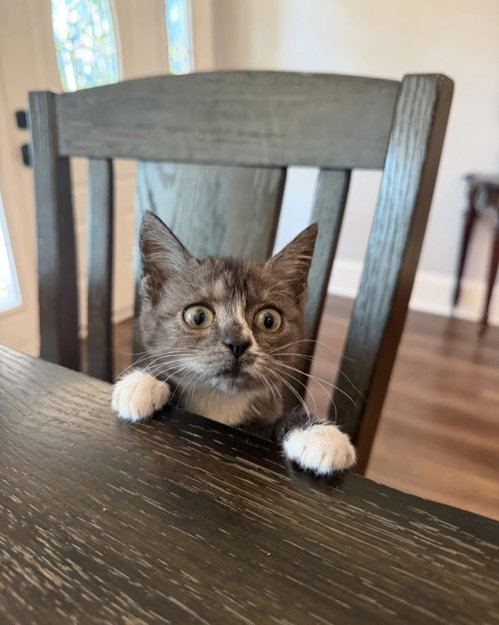 Photo 2 of Catspiracy