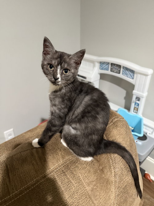 Catspiracy, a cat for adoption from Cat Around Town Project
