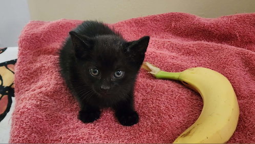 R2-D2 (Available for pre-adoption)