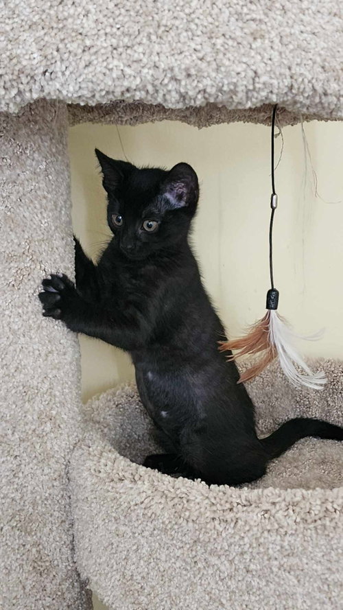 R2-D2, Domestic Short Hair, cat for adoption in Rock Hill, South Carolina