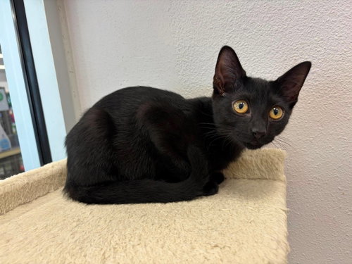 R2-D2, a cat for adoption from Cat Around Town Project