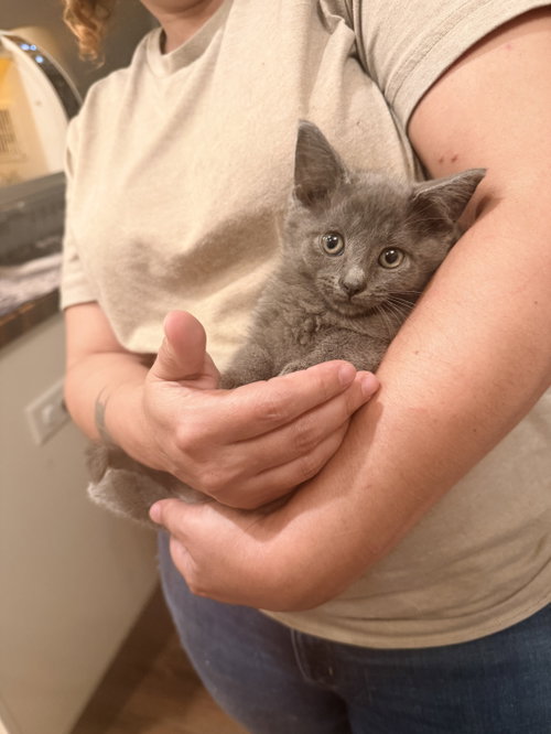 Ritz-Carlton (Available for pre-adoption), an adoptable Russian Blue in Camden, SC