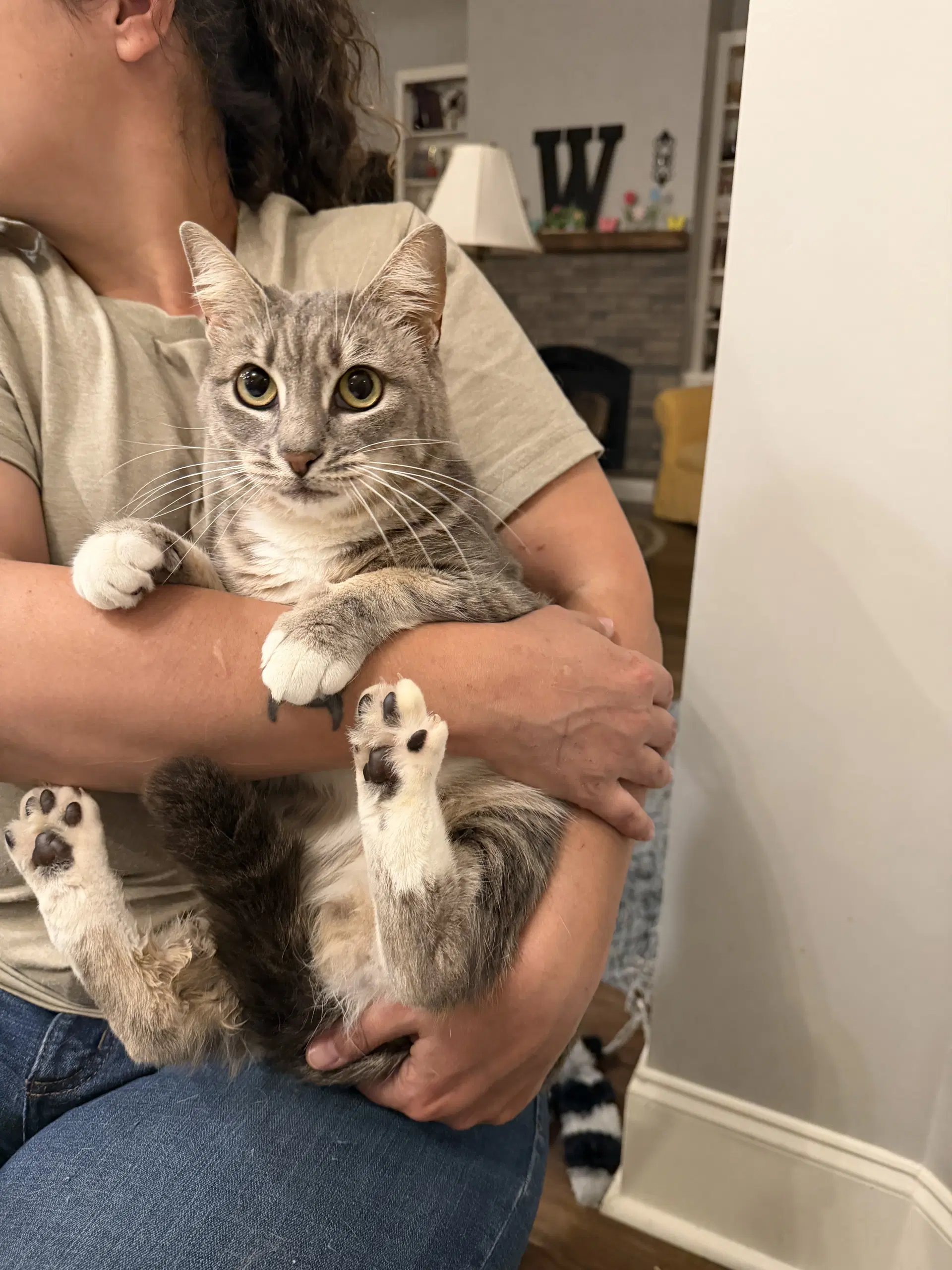 Finders Keepers - Domestic Short Hair