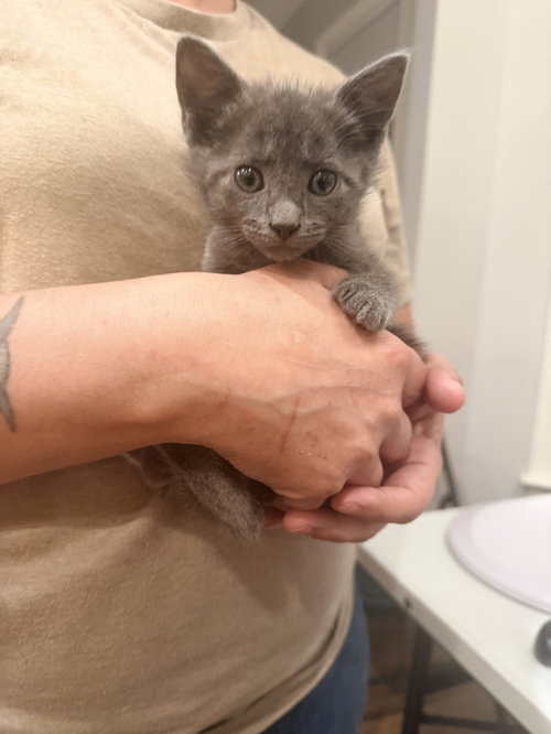 Hilton (Available for pre-adoption), an adoptable Russian Blue in Camden, SC