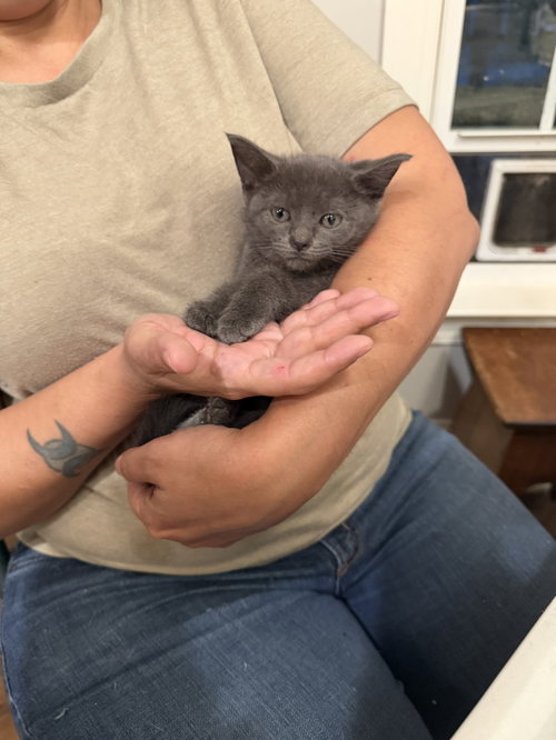 Sonesta (Available for pre-adoption), an adoptable Russian Blue in Camden, SC