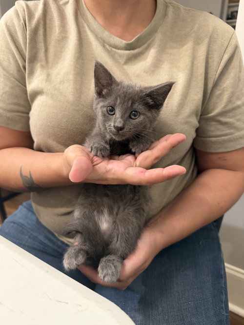 Radisson (Available for pre-adoption), an adoptable Russian Blue in Camden, SC