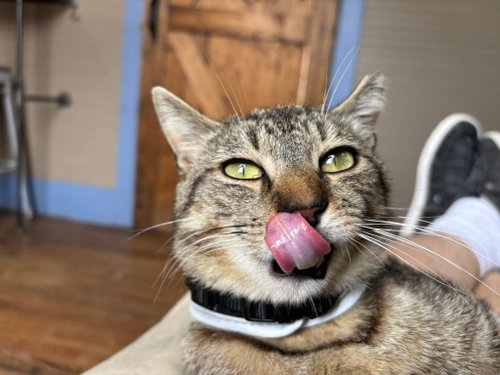Prankster, Domestic Short Hair, cat for adoption in Rock Hill, South Carolina
