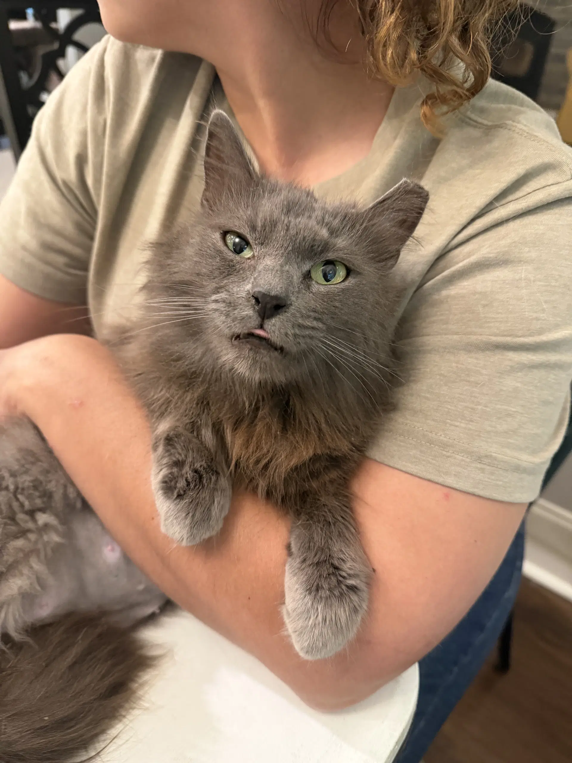 Filibuster - Nebelung