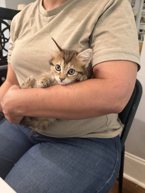 Elbow (Available for pre-adoption), an adoptable Domestic Long Hair in Camden, SC