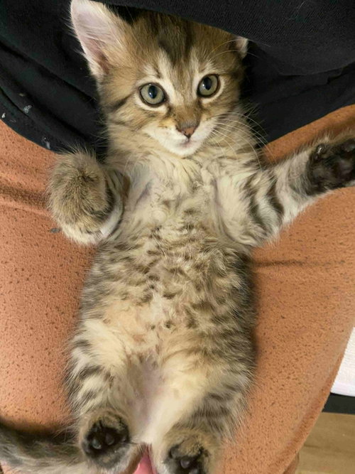 Elbow (Available for pre-adoption), Domestic Long Hair, cat for adoption in Rock Hill, South Carolina