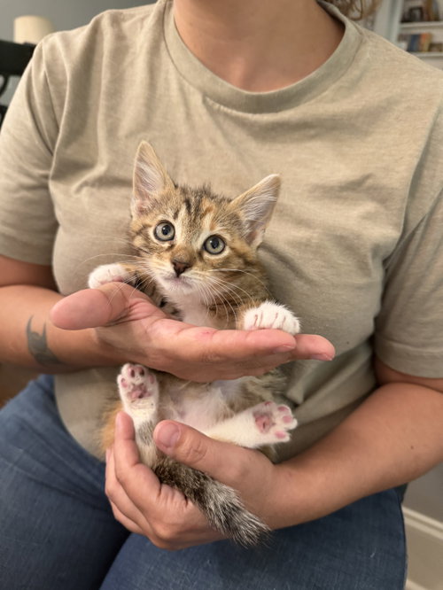 Nose (available for pre-adoption)