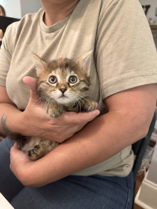 Knee (Available for pre-adoption), an adoptable Domestic Long Hair in Camden, SC