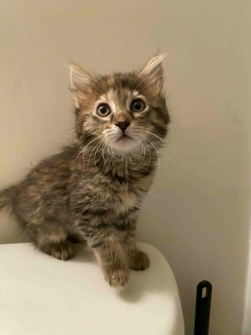 Knee (Available for pre-adoption), Domestic Long Hair, cat for adoption in Rock Hill, South Carolina