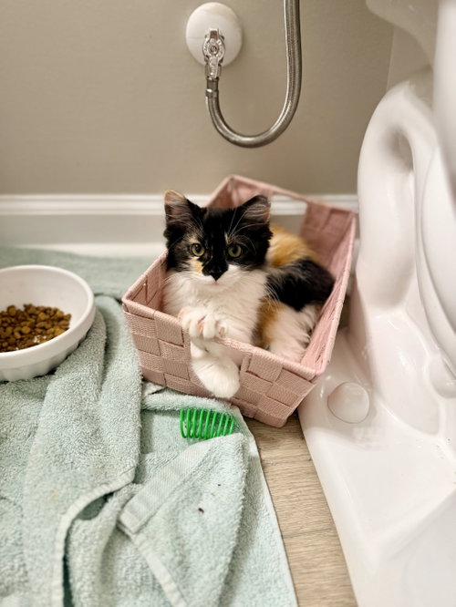 Kahoots, an adoptable Domestic Long Hair in Camden, SC