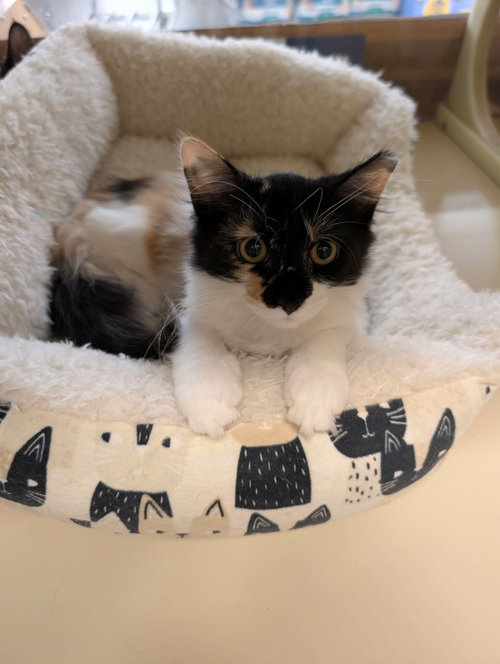 Kahoots, an adoptable Domestic Long Hair in Camden, SC