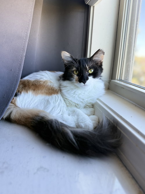 Kahoots, a cat for adoption from Cat Around Town Project