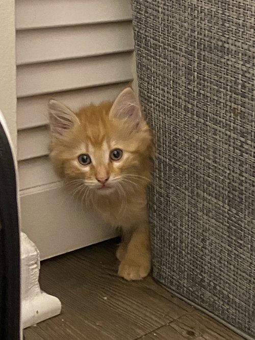 Megaphone, an adoptable Domestic Long Hair in Camden, SC