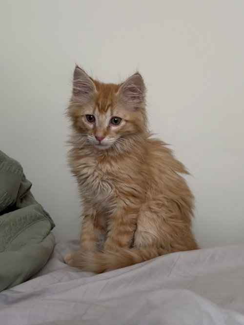 Megaphone, Domestic Long Hair, cat for adoption in Rock Hill, South Carolina