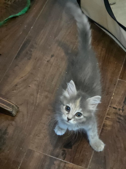 Blue Moon Over Brooklyn (available for pre-adopt), an adoptable Domestic Long Hair in Camden, SC
