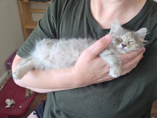 Blue Moon Over Brooklyn, Domestic Long Hair, cat for adoption in Rock Hill, South Carolina