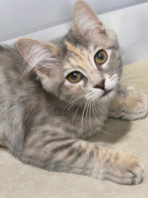 Blue Moon Over Brooklyn, Domestic Long Hair, cat for adoption in Camden, South Carolina